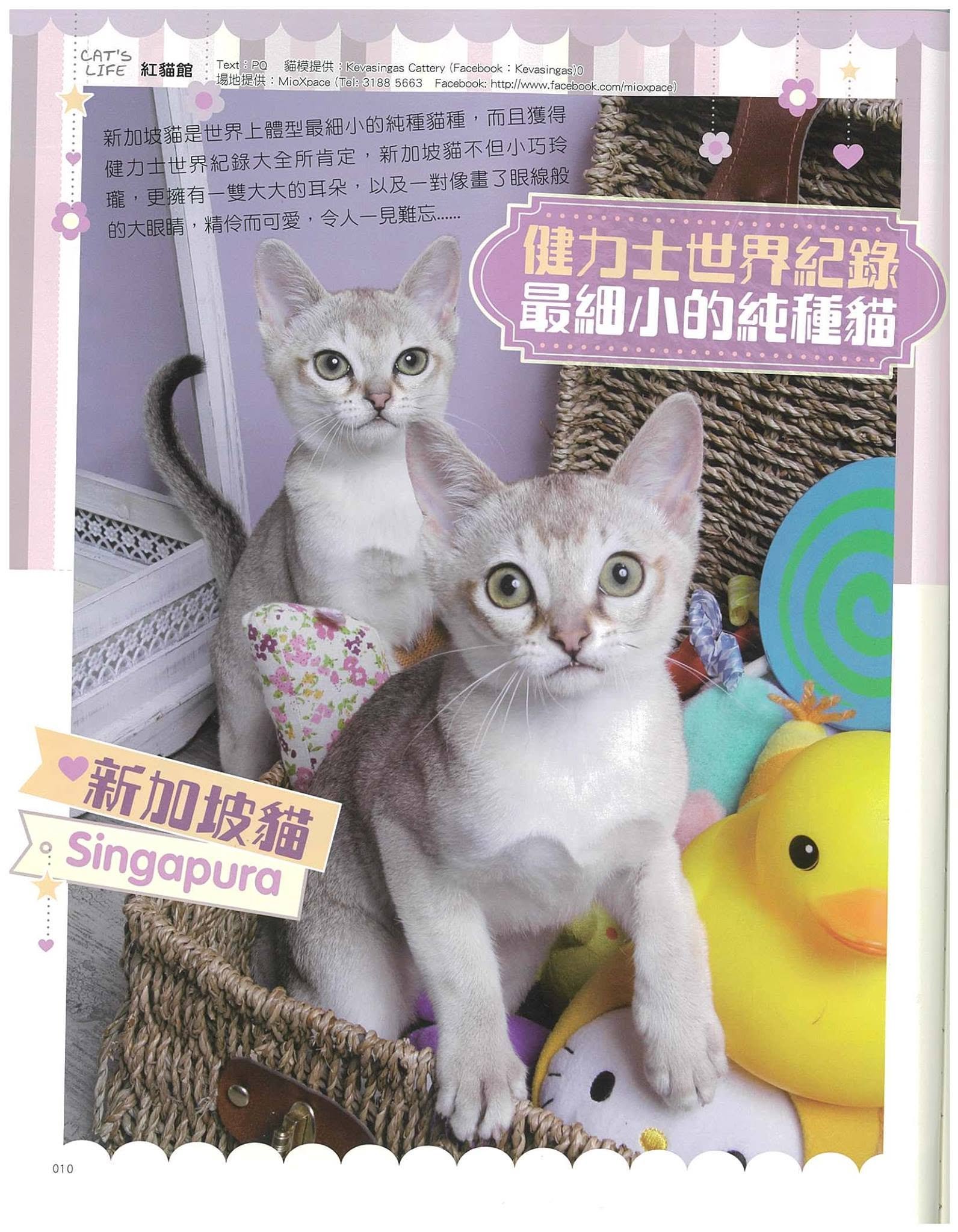 cat life p2