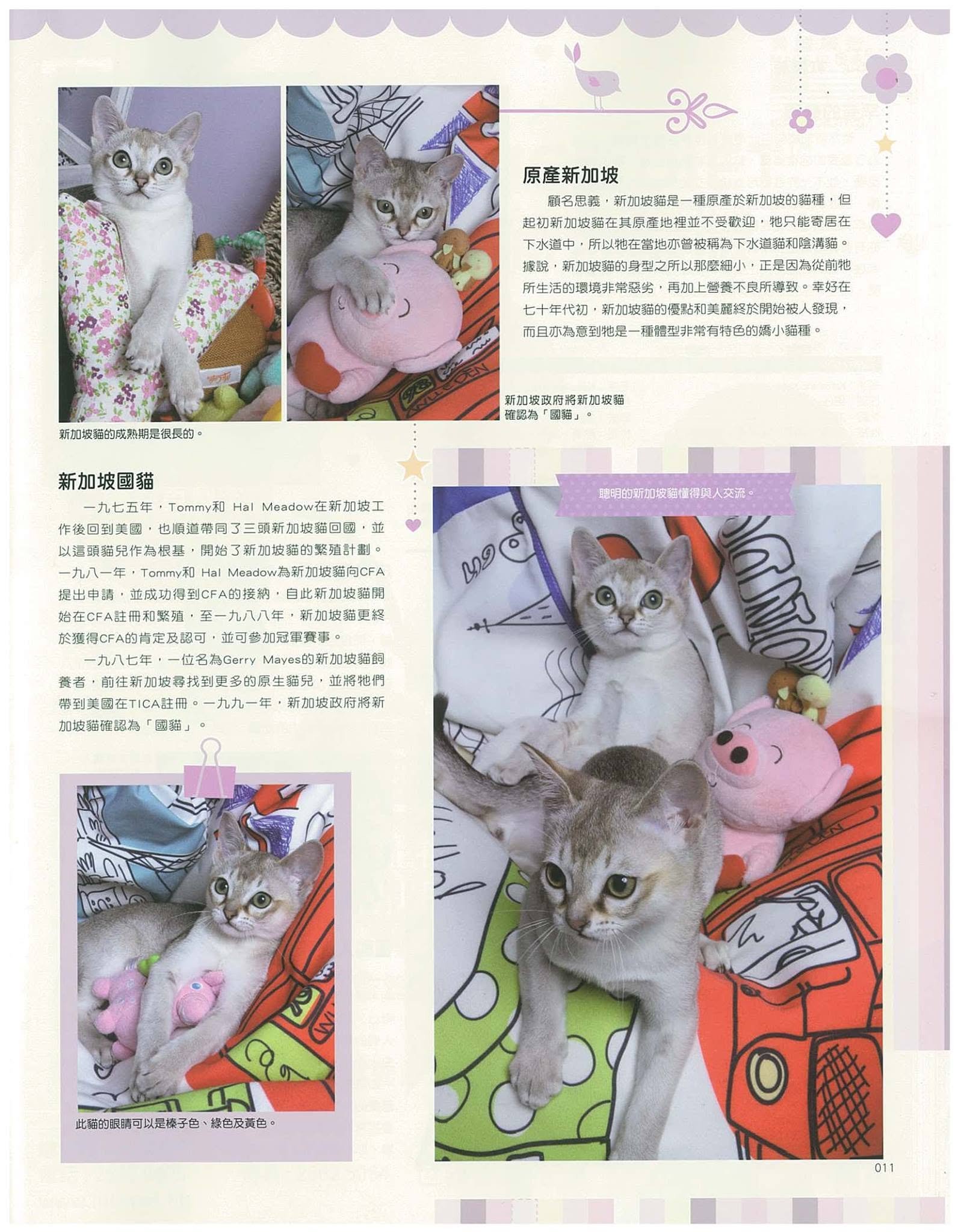 cat life p3