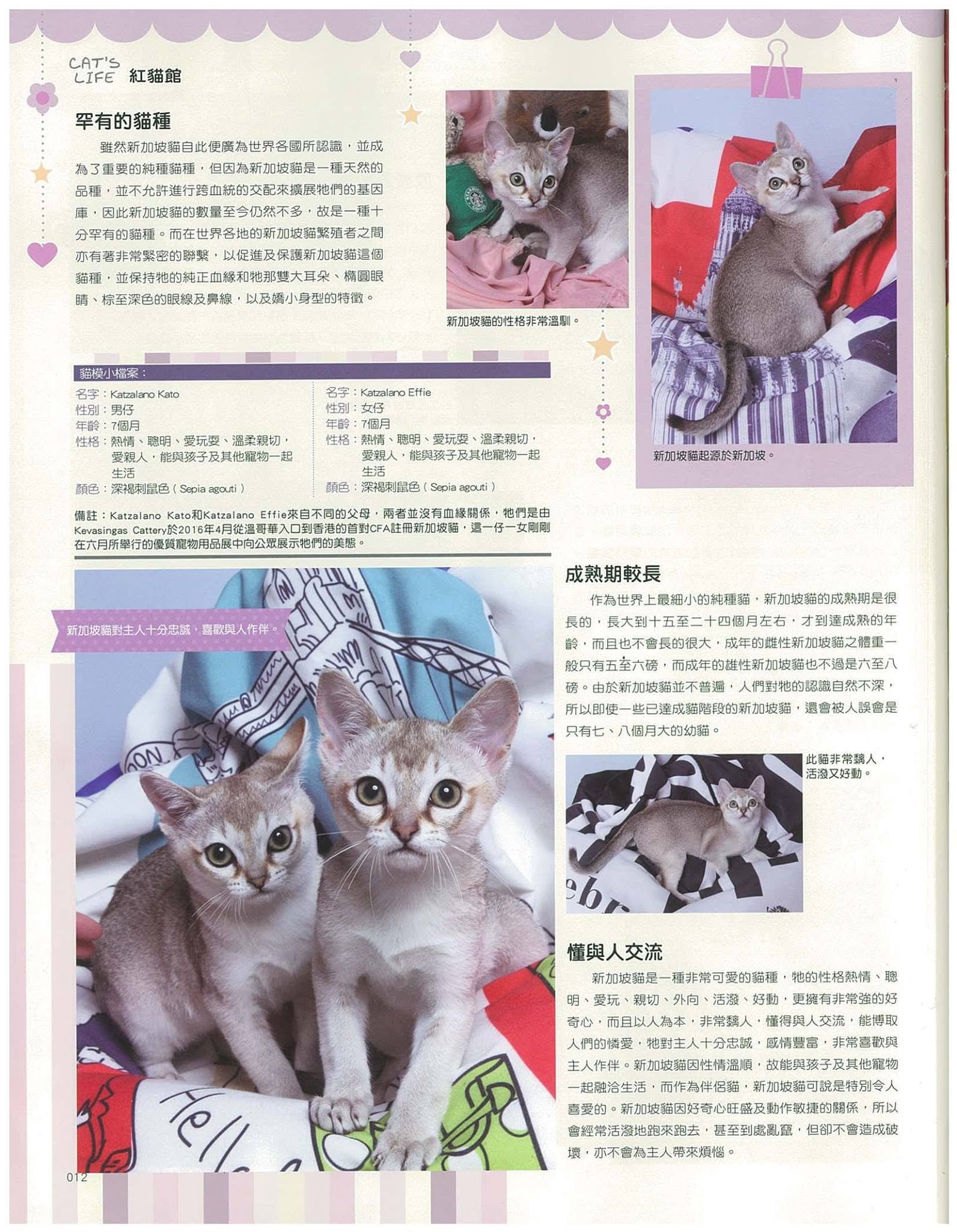 cat life p5